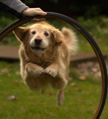 Superdog by skycaptaintwo dog jumping hoops : what leaders never do during intros