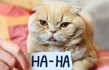 offensive joke response meme