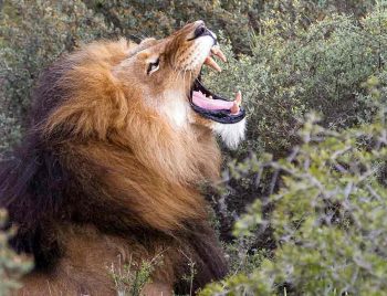 the sound of power: lion roaring